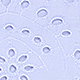 Periwinkle